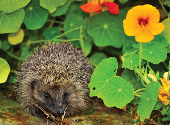 Hedgehog in the Flowers