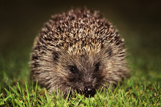 Hedgehog