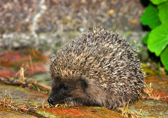 Hedgehog